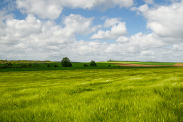 field of wheat
