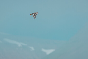 Common redshank or Tringa Totanus, typical bird in iceland seen in the flight. Beautiful bird with funny chirping sound on the meadows and skies in iceland with open beak.