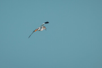 Common redshank or Tringa Totanus, typical bird in iceland seen in the flight. Beautiful bird with funny chirping sound on the meadows and skies in iceland with open beak.