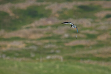 Common redshank or Tringa Totanus, typical bird in iceland seen in the flight. Beautiful bird with funny chirping sound on the meadows and skies in iceland.