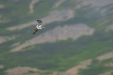 Common redshank or Tringa Totanus, typical bird in iceland seen in the flight. Beautiful bird with funny chirping sound on the meadows and skies in iceland.