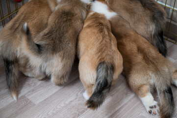 Obraz premium Corgi puppies crowded around the aviary. 