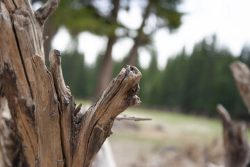 picturesque driftwood on the sandy shore of sprawling picturesque driftwood on the shore of a...