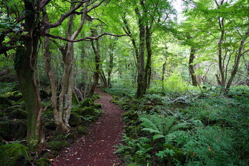 Fototapeta na wymiar fine path through dense summer forest