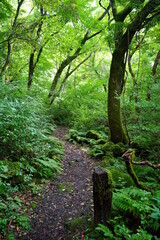 fine path through dense summer forest