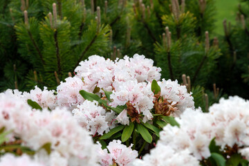 Rhododendron or Rosebay blossoms in spring garden, closeup. Ericaceae evergreen shrub, toxic...