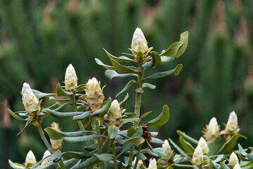 Rhododendron or Rosebay leaves and buds ready to open in spring garden, closeup. Ericaceae evergreen shrub, toxic leaves. Azalea, decorative shrubs.
