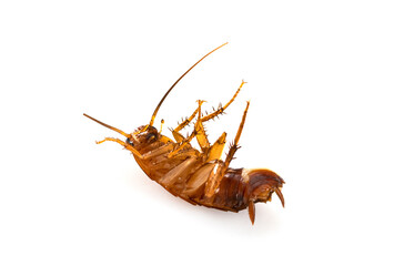 cockroach  in studio
