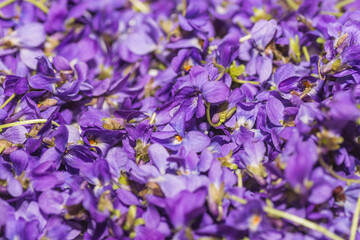 Fototapeta na wymiar fresh lilac blossom collected for tea