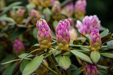 Rhododendron or Rosebay blossoms in spring garden, closeup. Ericaceae evergreen shrub, toxic leaves. Blooming azalea, decorative shrubs.