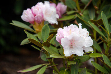 Obraz na płótnie Canvas Rhododendron or Rosebay blossoms in spring garden, closeup. Ericaceae evergreen shrub, toxic leaves. Blooming azalea, decorative shrubs.