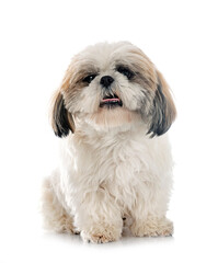 Shih Tzu in studio