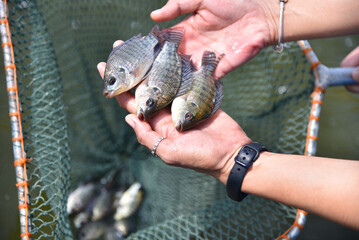 Baby tilapia,  tilapia fishbreeding and culture, tilapia in a natural system.