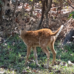 Naklejka na ściany i meble Spotted deer in the forest in India