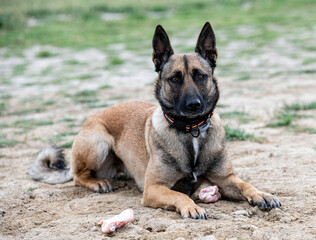 training of belgian shepherd