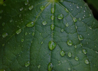 Water drops on leaf