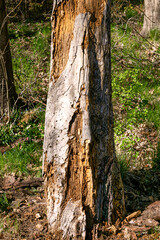 Fototapeta premium The old tree is destroyed and eaten by bark beetles.