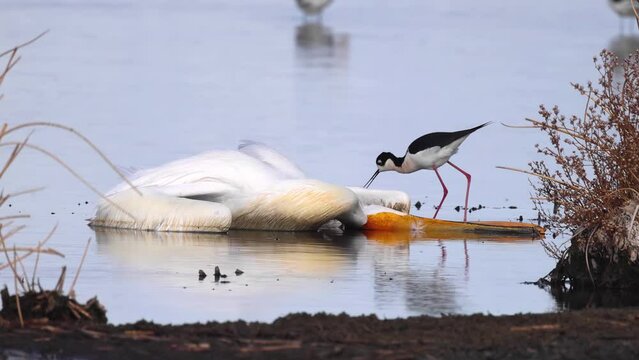 A pelican kill by Avian Flu on Frank Lake and a Black-necked stilt . Concept: H5N1 Avian flu spreading