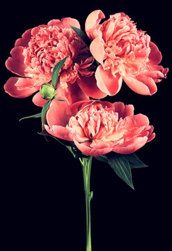 Beautiful blooming peony flowers on dark background. Floral vintage card.