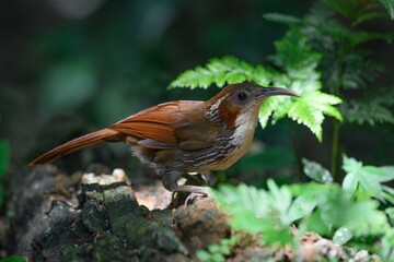 Large Scimitar Babbler Lives in bamboo forests, plains reaching heights. The mouth is dark brown and black. The upper body is dark brown. The wings and tail are dark reddish brown.
