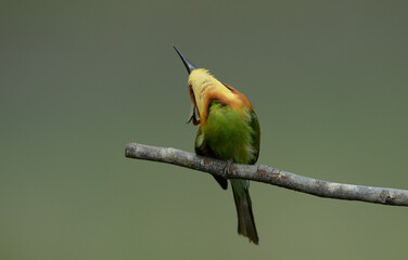 Chestnut-headed Bee-eater (Merops leschenaulti) a beautiful bird on a branch, bright colors. Nakhon Ratchasima, Thailand.