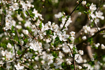 Blooming cherry plum flowers in early spring in the garden.