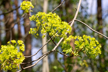 Blooming maple flowers in early spring in the park.