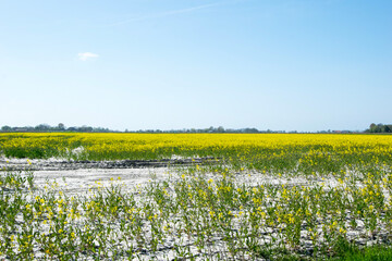 field of dandelions