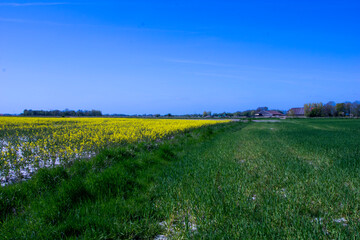 field of rapeseed