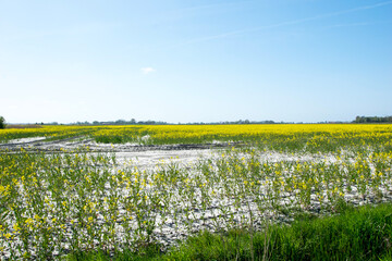 field of dandelions