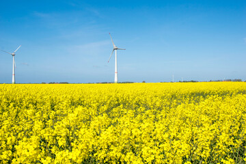 field with wind turbines