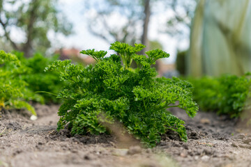 Organic parsley grows in rows on the ground