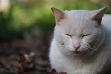 Naklejka na ściany i meble close up one white cat eyes closed napping outdoor. Blur background copy space