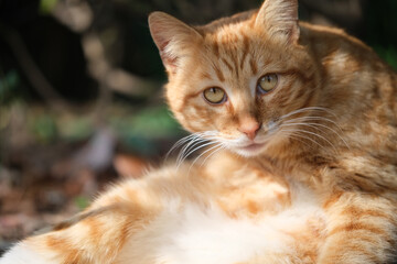 Fototapeta na wymiar close up one naive brown tabby cat under sunlight outdoor, looking at camera 