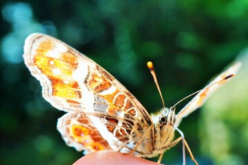 指の上に乗って羽を広げるオレンジ色のサカハチチョウの接写