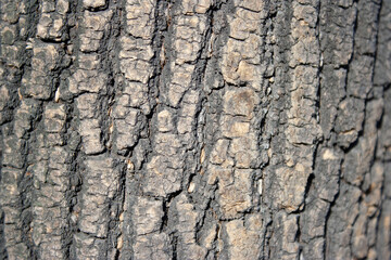 Beautiful natural tree bark pattern. Close up of a tree. Natural background