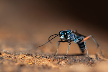 A portrait of a blue mud dauber