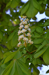 White chestnut flower(Aesculus hippocastanum) on a background of green young leaves . Plants for health or landscaping concept.