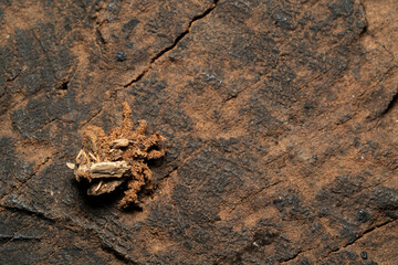 An assassin bug on a wooden log