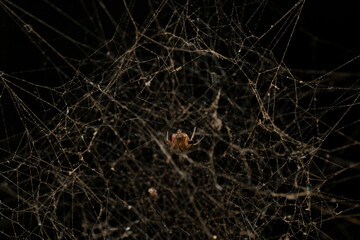 a cobweb spider in the centre of it's own web