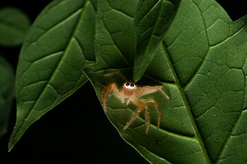 portrait of a two striped jumping spider