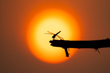 Fototapeta na wymiar a silhouette of a ditch jewel dragonfly