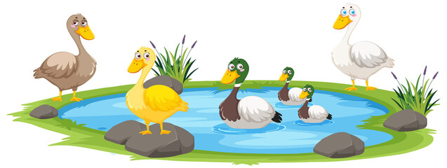 Obraz na płótnie Canvas Duck in the pond on white background