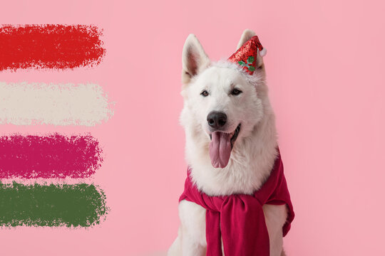 Cute white dog in Santa hat on pink background. Different color patterns