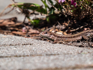 Detailed close-up of the Viviparous lizard or common lizard (Zootoca vivipara) on the ground near garden vegetation shot from the side and ground level