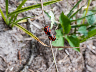 Close-up shot of two adult Scarlet Shieldbug (Eurydema dominulus) pair mating on a plant stem in spring