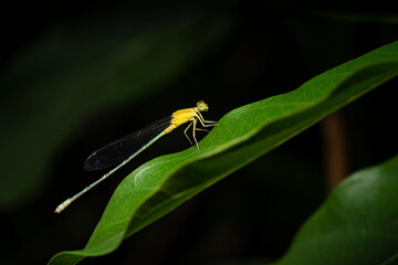 A damselfly  Resting on a edge of twig