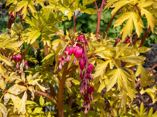 Blooms of the bleeding heart plant cultivar (Dicentra spectabilis) 'Gold Hearts'. Brilliant gold leaves and peach-colored stems, heart-shaped rose-pink flowers with white petals