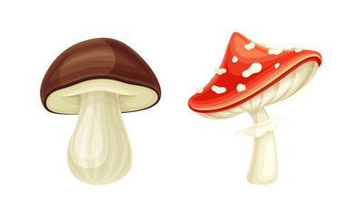 Forest Mushroom or Toadstool with Stem and Cap Isolated on White Background Vector Set