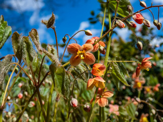 Close-up of the Warley epimedium (Epimedium x warleyense) Orangekonigin flowering with sprays of...